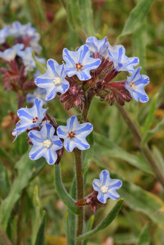 Anchusa x baumgartnenii (A. ochroleuca x officinalis).jpg