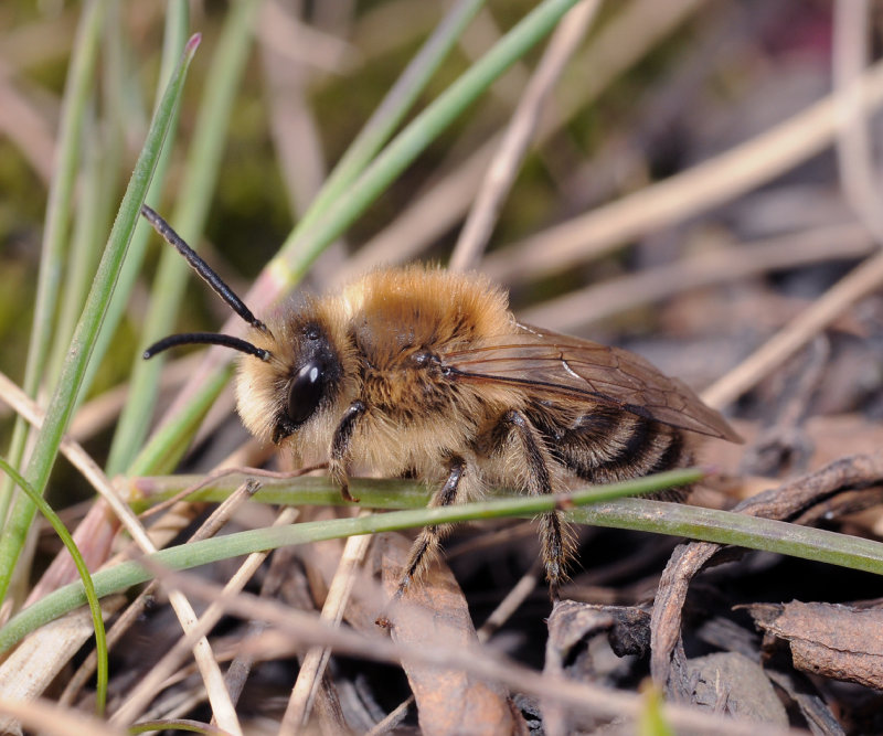 Colletes cunicularius.1.jpg