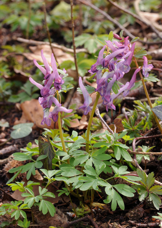 Corydalis solida.2.jpg