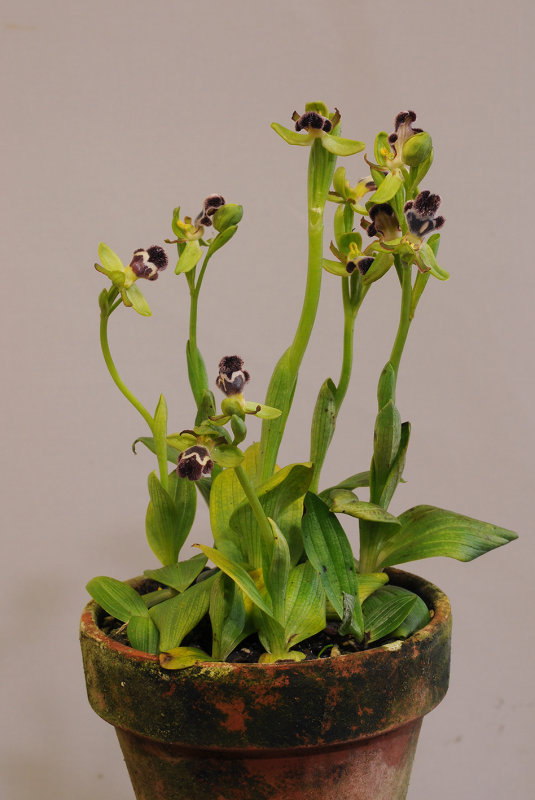 Ophrys fleischmannii.jpg