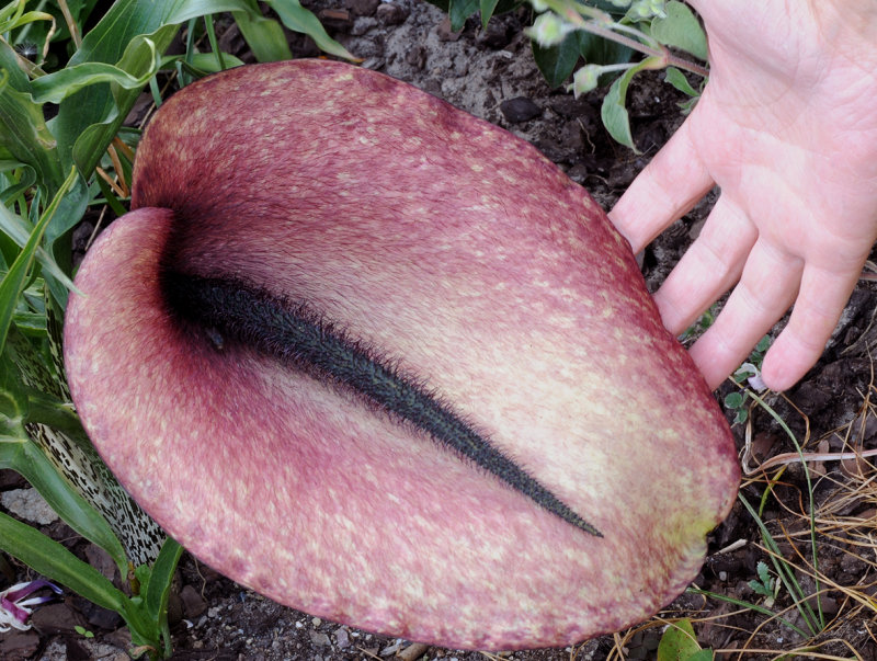 Helicodiceros muscivorus. Closer. With hand.jpg