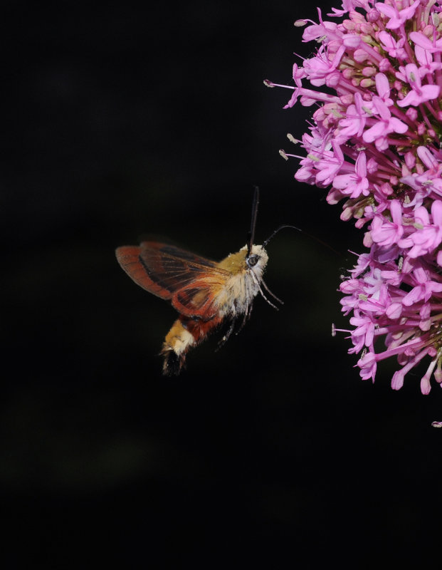 Hemaris fuciformis.2.jpg