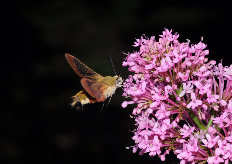 Hemaris fuciformis.3.jpg
