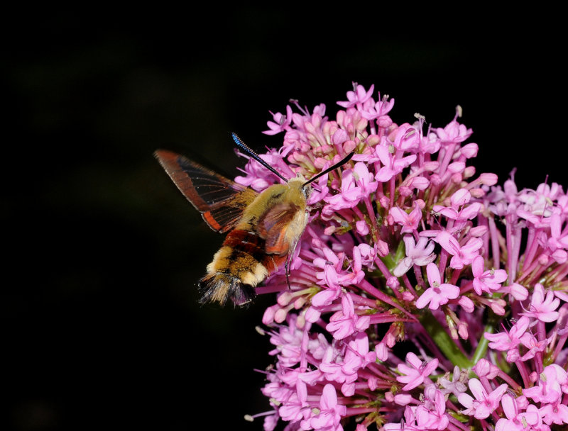 Hemaris fuciformis.4.jpg