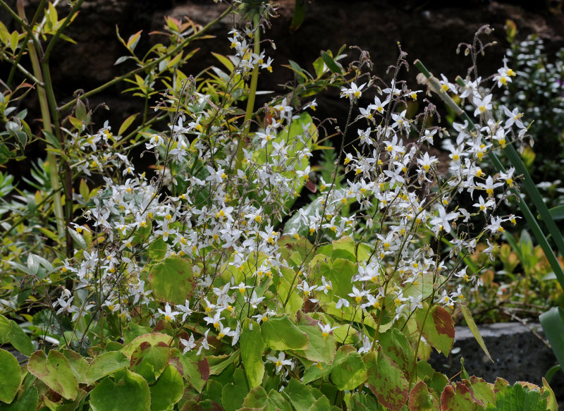 Epimedium brevicornu.jpg