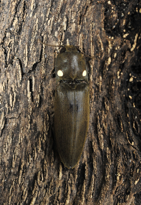 Pyrophorus sp.jpg