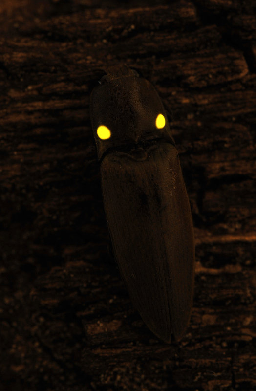 Pyrophorus sp.2.jpg