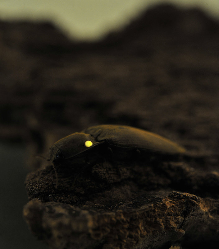 Pyrophorus sp.3.jpg