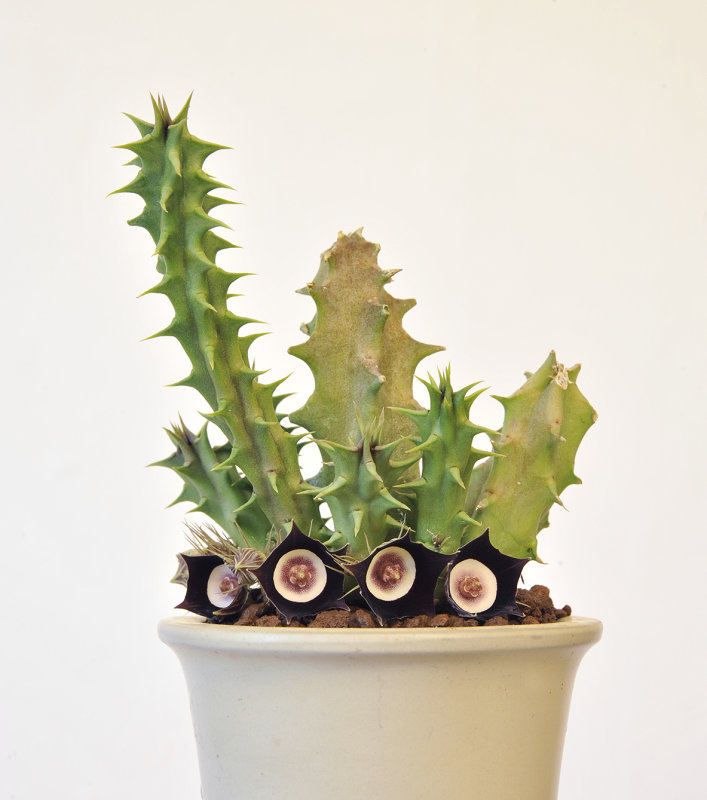 Huernia oculata.jpg