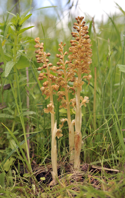 Neottia nidus-avis Leiden.jpg
