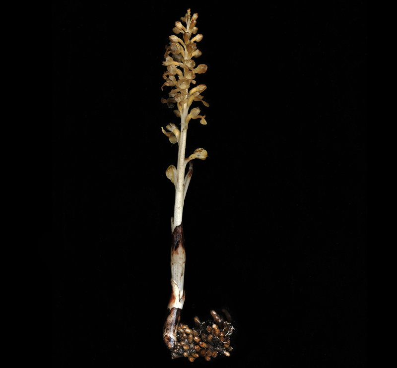 Neottia nidus-avis voucher square.jpg