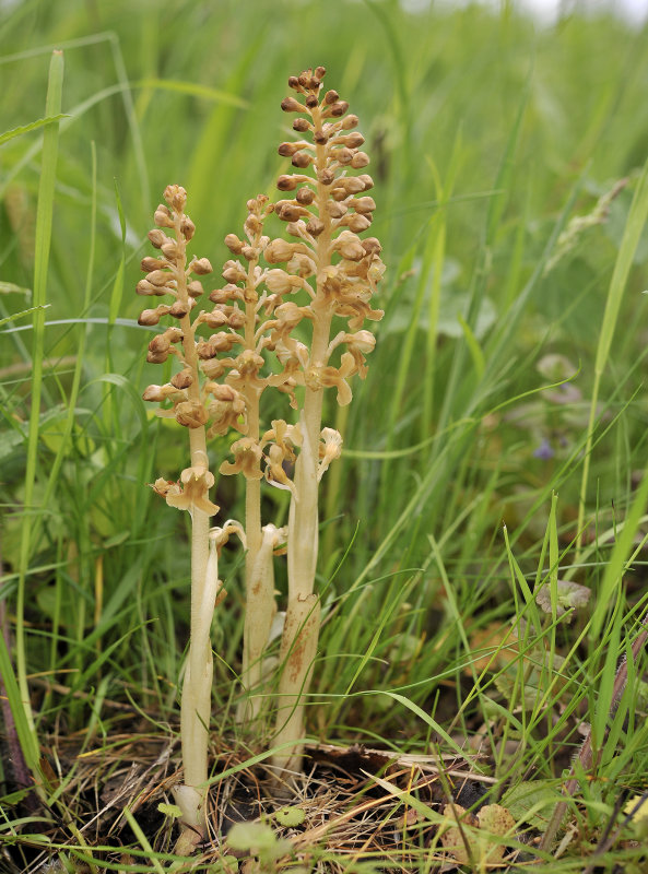 Neottia nidus-avis Leiden.2.jpg