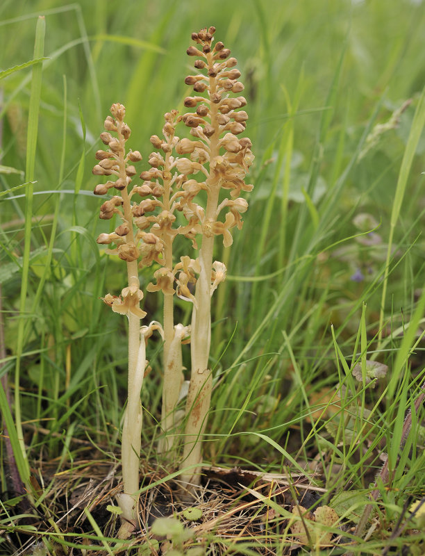 Neottia nidus-avis  square.2 .jpg