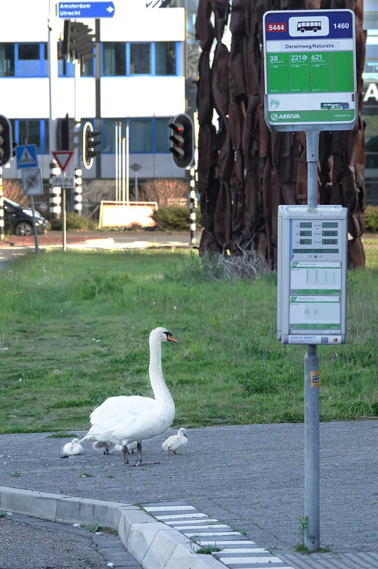 Zwaan Naturalis.jpg