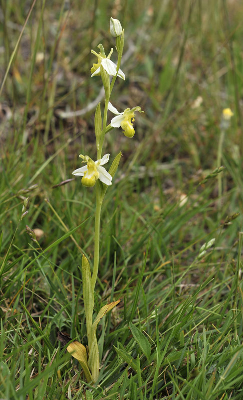 Ophrys apifera white.1.jpg