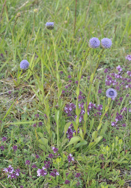 Globularia vulgaris.2.jpg