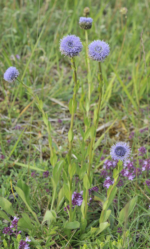 Globularia vulgaris.3.jpg