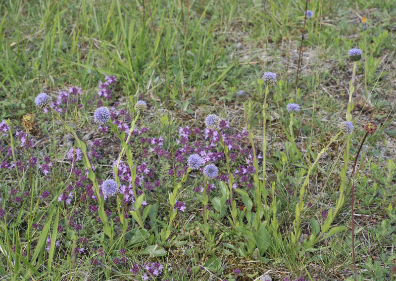 Globularia vulgaris.4.jpg