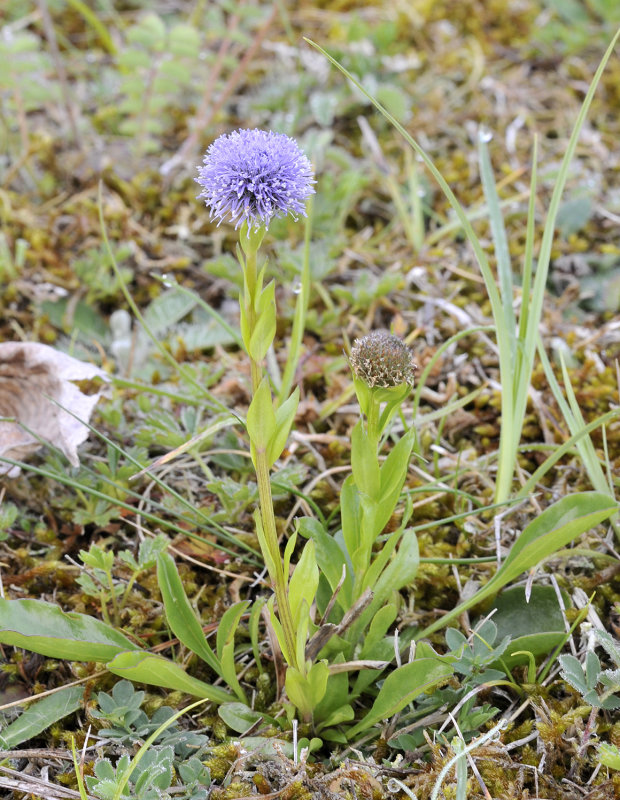 Globularia vulgaris.jpg
