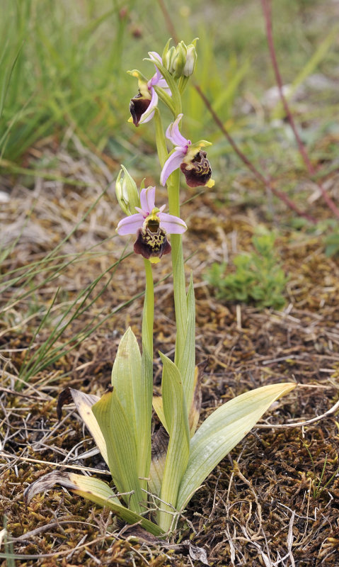 Ophrys holoserica.jpg