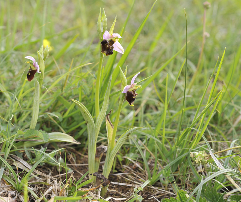 Ophrys holoserica.6.jpg