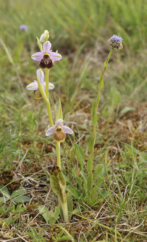 Ophrys holoserica.7.jpg