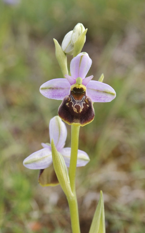 Ophrys holoserica. Closer.2.jpg