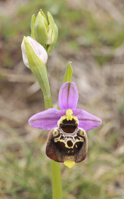 Ophrys holoserica. Closer.3.jpg