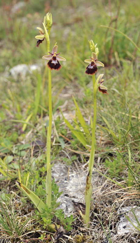Ophrys xdevenensis.2.jpg