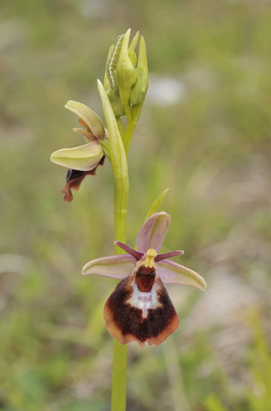 Ophrys xdevenensis. Closer.2.jpg