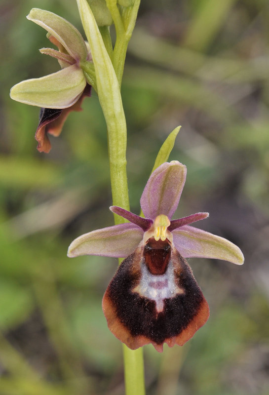 Ophrys xdevenensis. Closer.5.jpg
