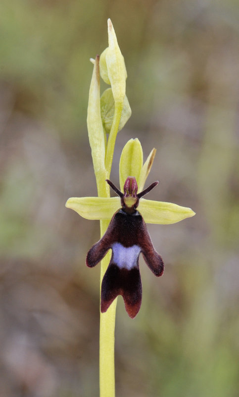 Ophrys insectifera. Close-up.jpg