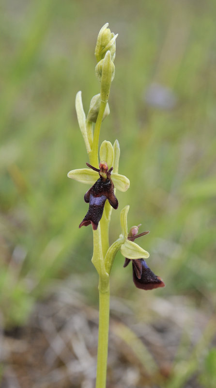 Ophrys insectifera. Closer.4.jpg