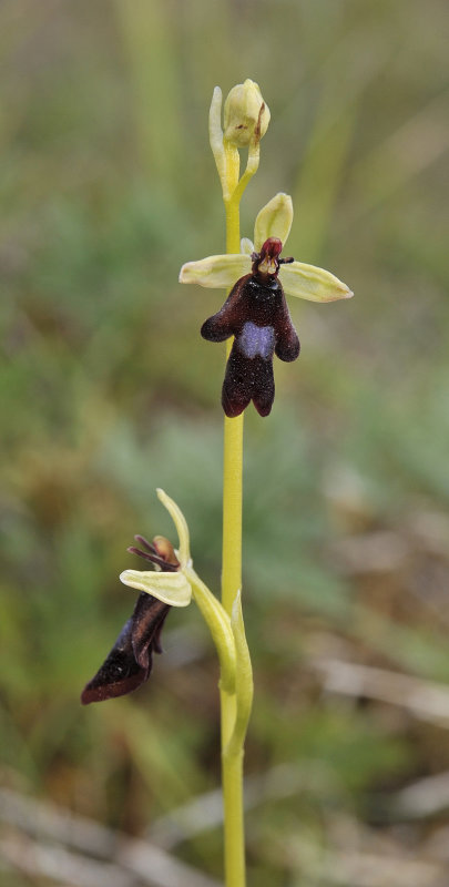 Ophrys insectifera. Closer.3.jpg