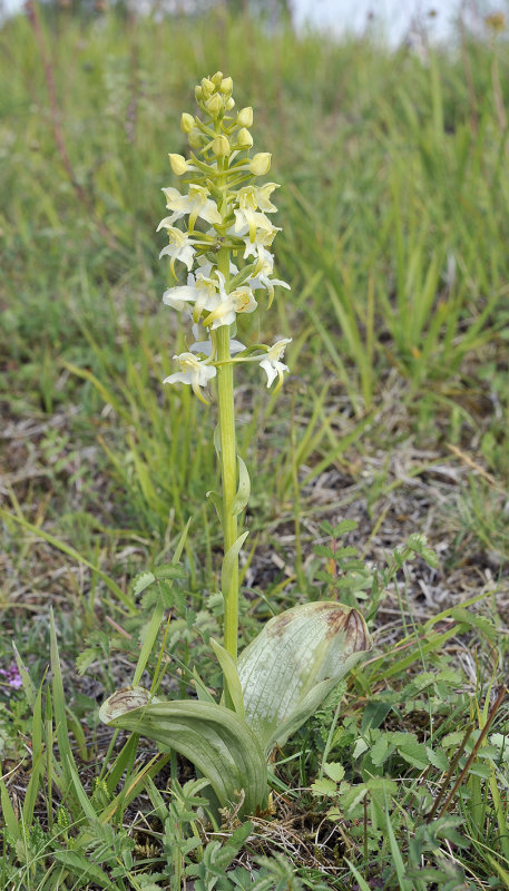 Platanthera montana.jpg