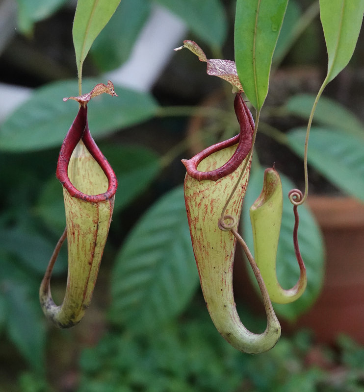Nepenthes maxima.jpg