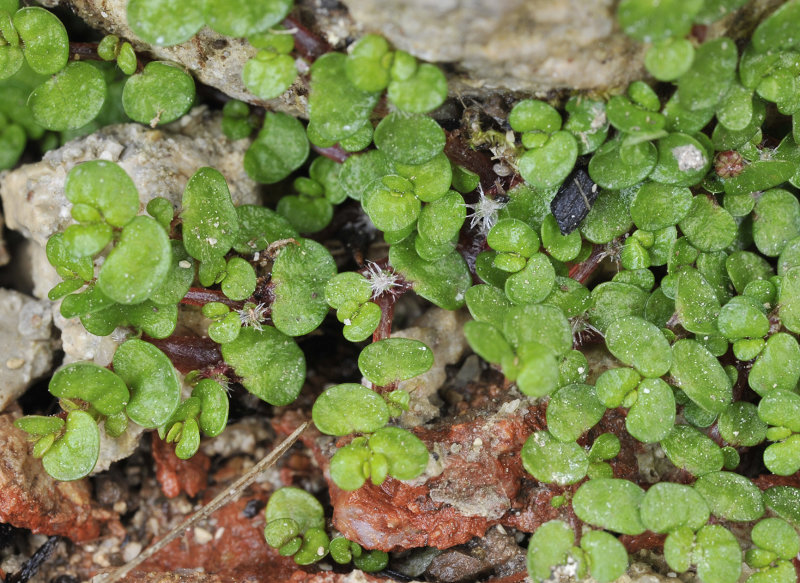 Soleirolia soleirolii. Closer.