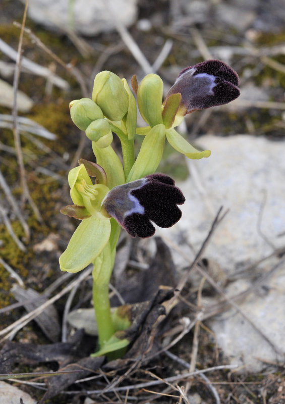Ophrys omegaifera subsp. dyris. Closer.