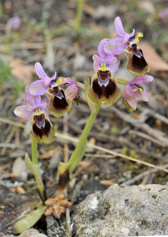 Ophrys tenthredinifera. Closer.