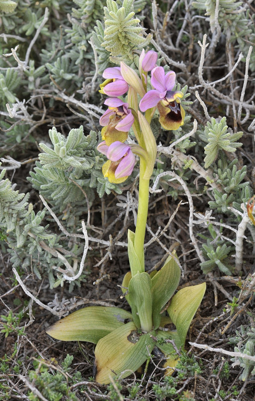 Ophrys tenthredinifera