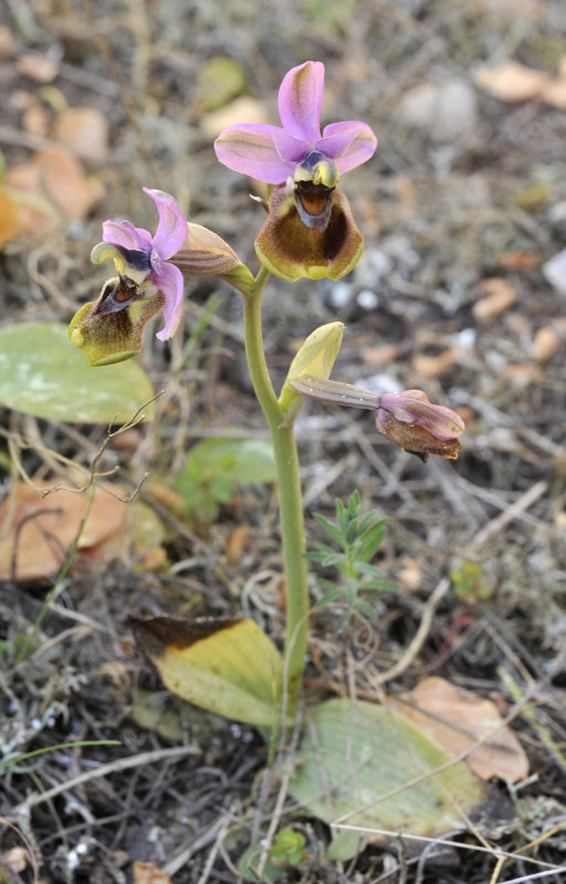 Ophrys tenthredinifera