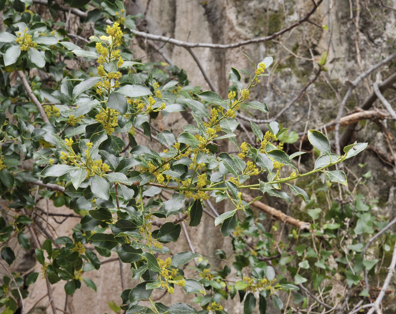 Rhamnus alaternus.3.jpg