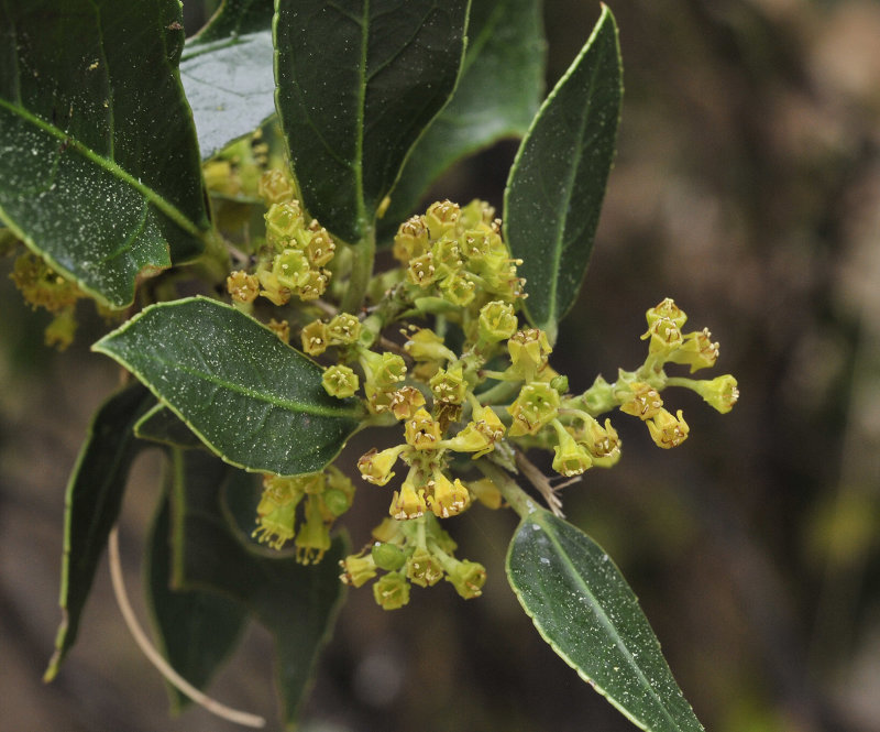 Rhamnus alaternus. Close-up.jpg