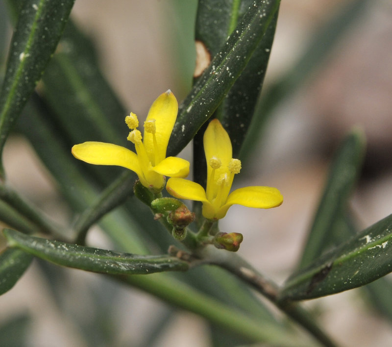 Cneorum tricoccon. Close-up.jpg