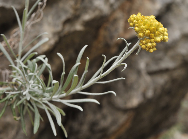 Helychrysum stoechas. Closer.jpg