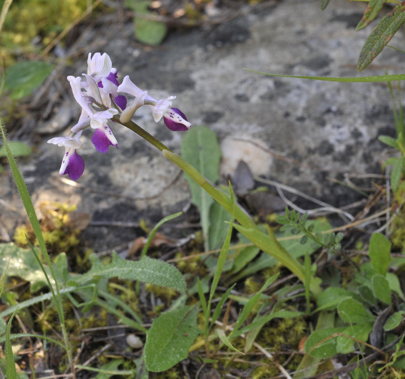 Anacamptis longicornu