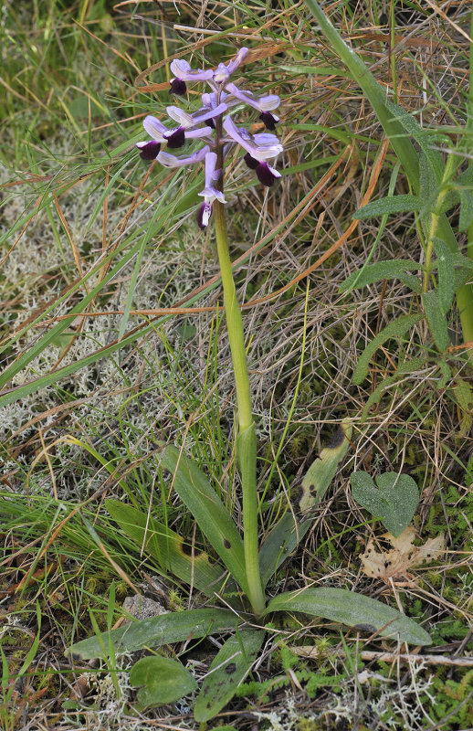 Anacamptis longicornu
