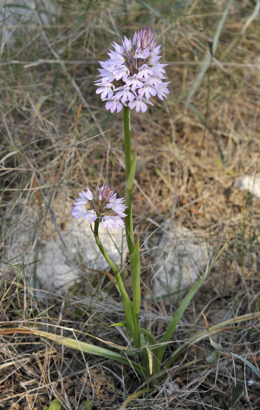 Anacamptis pyramidalis. Early form.