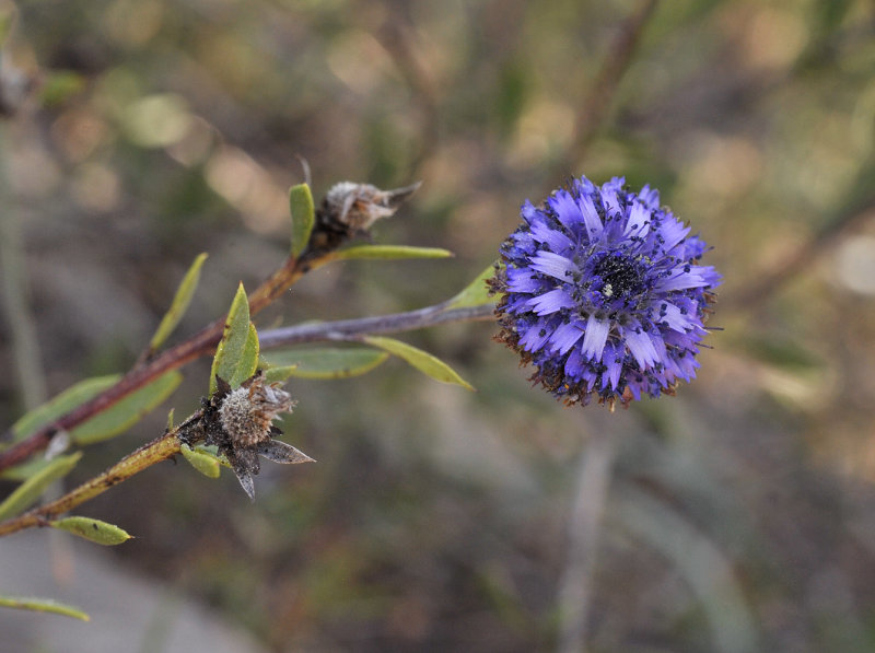 Globularia alypum. Closer.