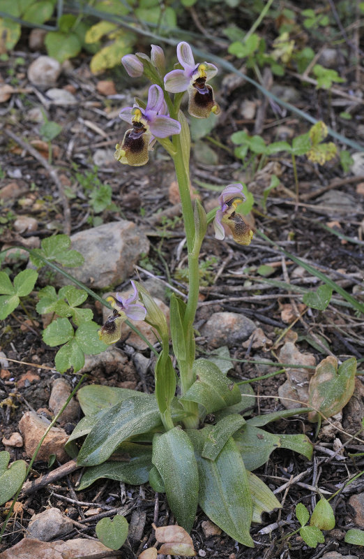 Ophrys tenthredinifera